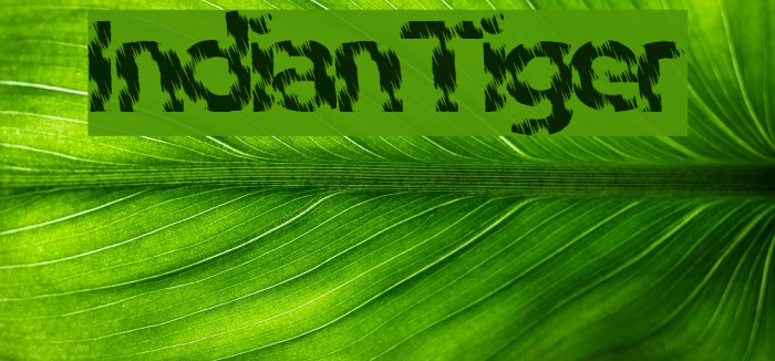 IndianTiger Font examples