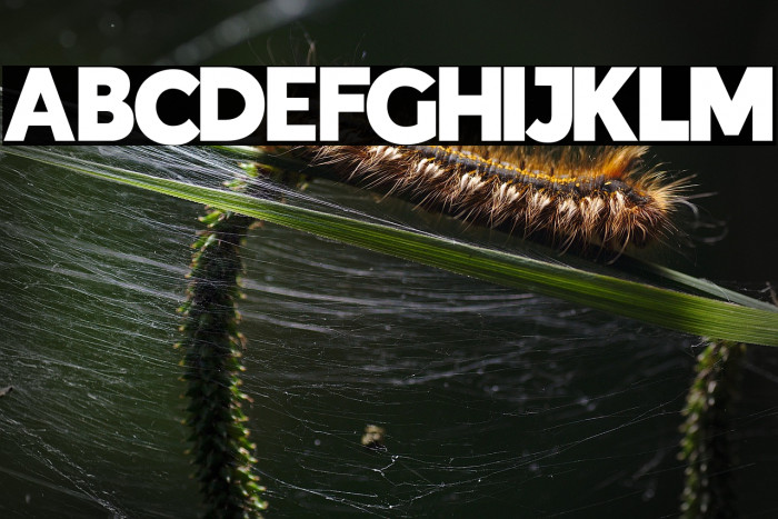 Indigo Regular Regular Example 3