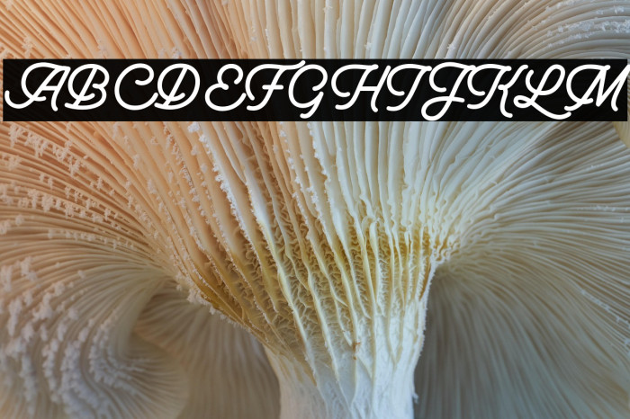 IndonesiaScript Example 1