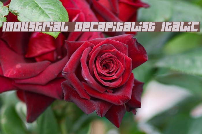 Industrial Decapitalist Italic Font examples