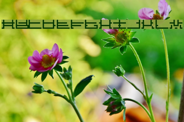 Influcts Font examples