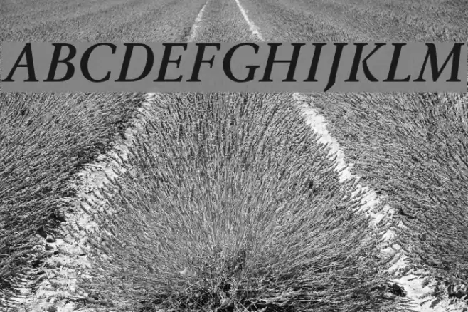 Ingleby Bold Italic Font examples