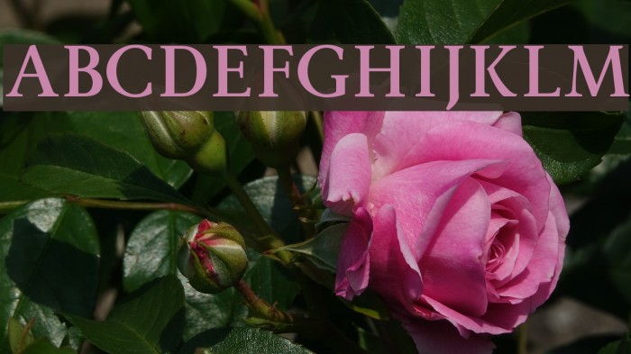 Ingleby Bold Font examples