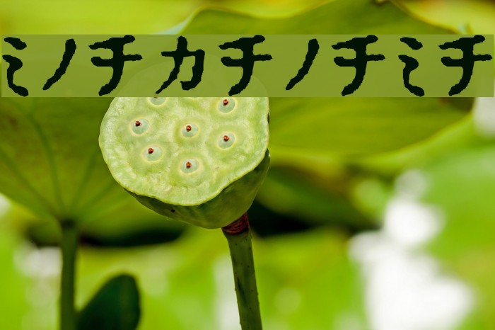 Inkatakana Font examples