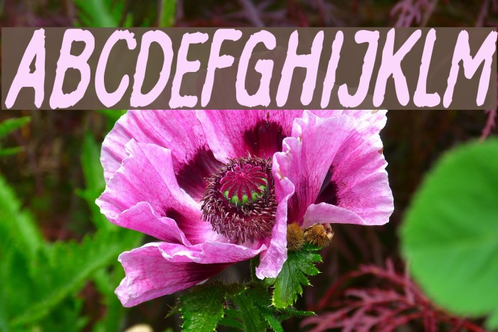 InkbleedCondensed Oblique Font examples