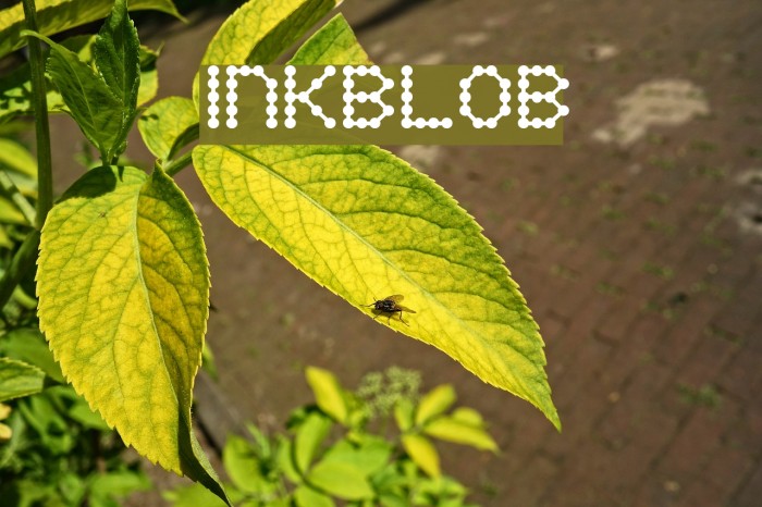 Inkblob Font examples