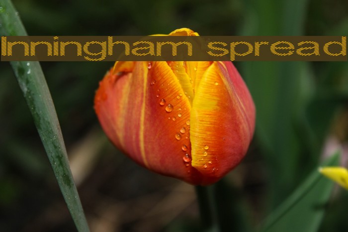 Inningham spread Font examples