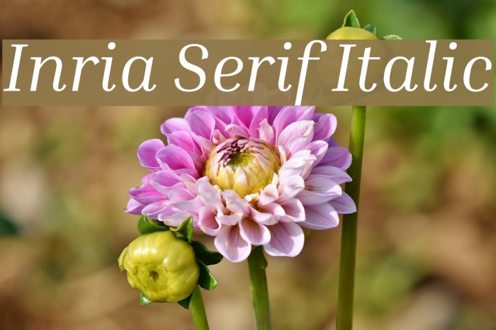 Inria Serif Italic Font examples