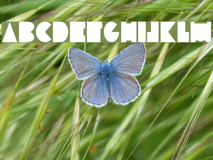 Inscruta Normal Font examples