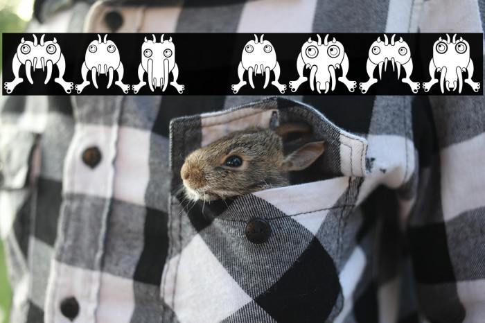 Insect Regular Example 1