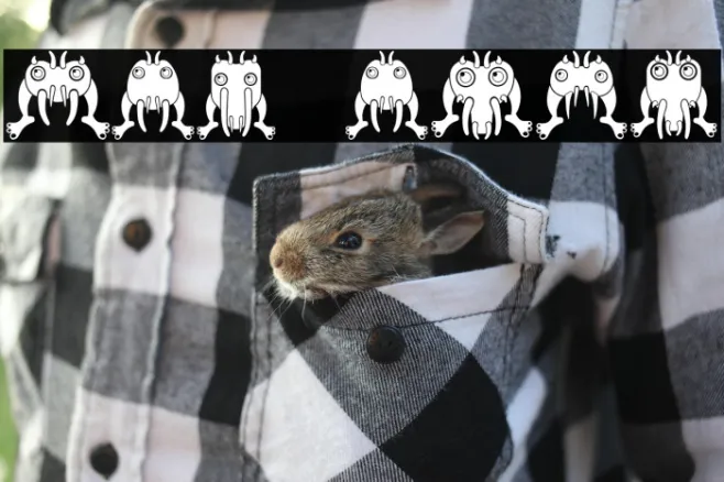 Insect Regular Example 1
