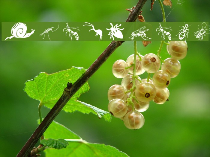 Insects07 Font examples
