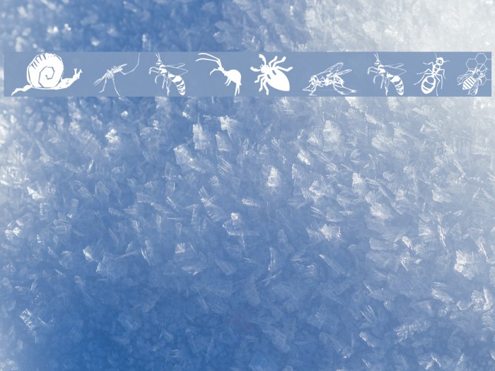 Insects07 Font examples