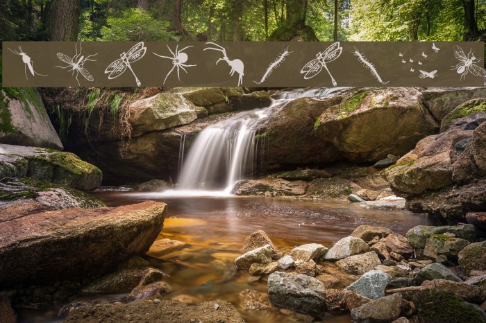 InsectsTwo Example 1