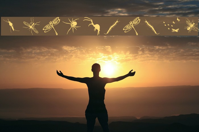 InsectsTwo Example 2