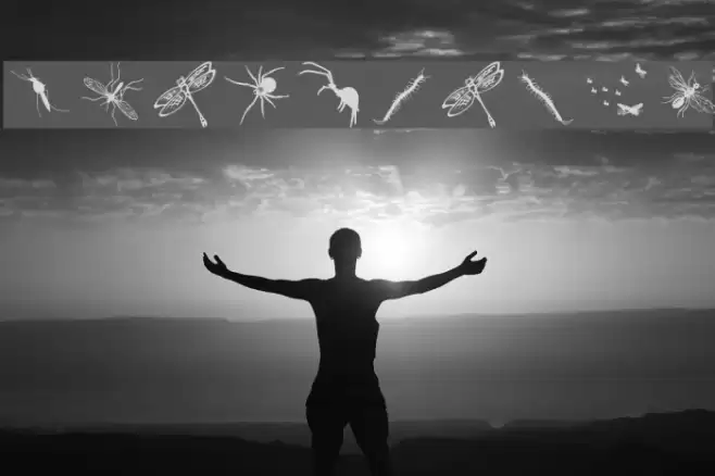 InsectsTwo Font examples