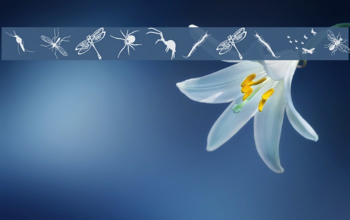 InsectsTwo Example 3