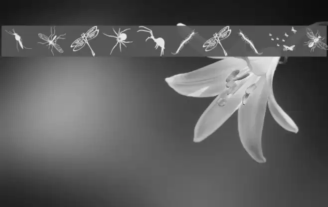 InsectsTwo Font examples