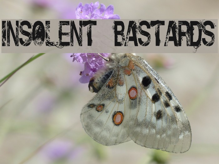 Insolent_Bastards Example 3