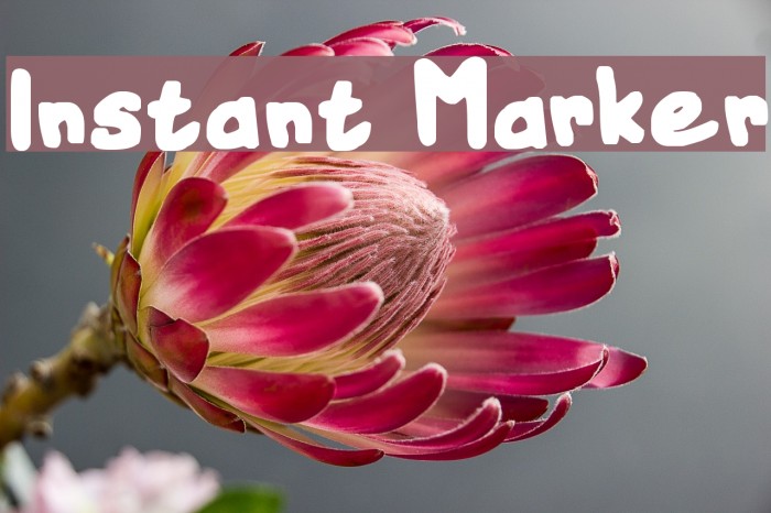 Instant Marker Font examples