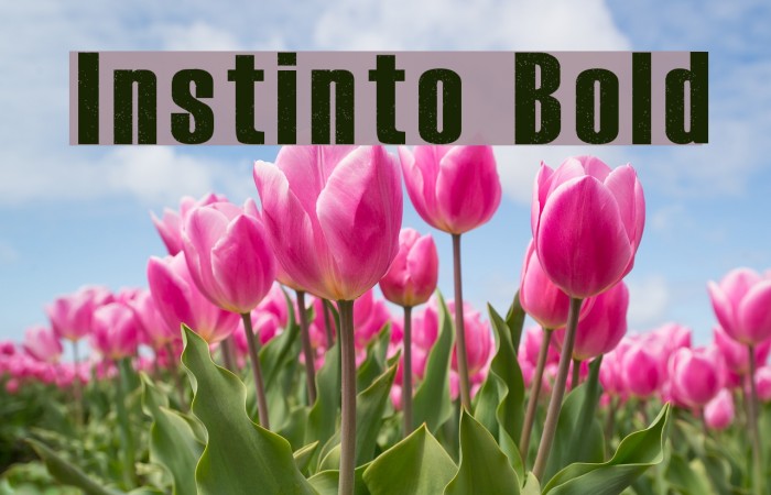 Instinto Bold Font examples