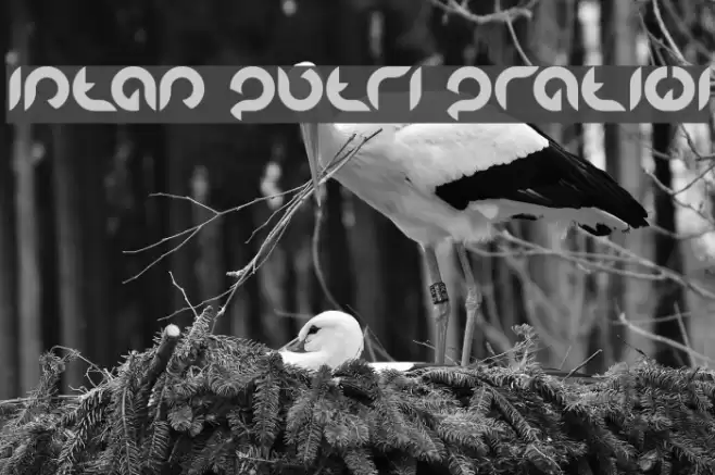 Intan Putri Pratiwi Font examples