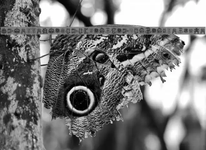 Intellecta Monograms Random Samples Five Font examples