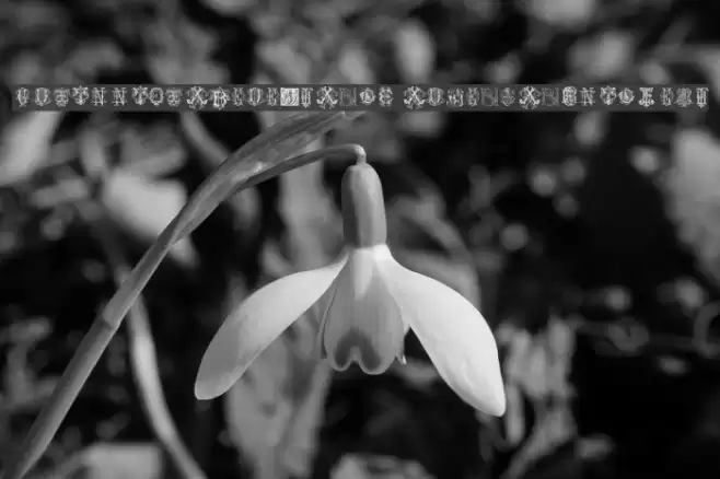 Intellecta Monograms Random Samples Four Font examples