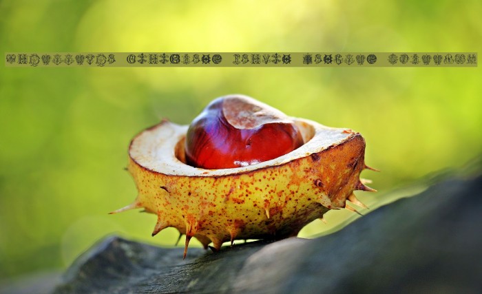 Intellecta Monograms Random Samples Three.vfb Example 1