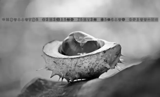 Intellecta Monograms Random Samples Three.vfb Font examples