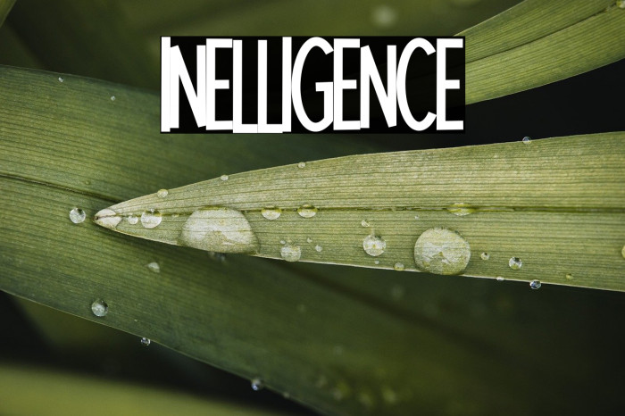 Intelligence Example 2