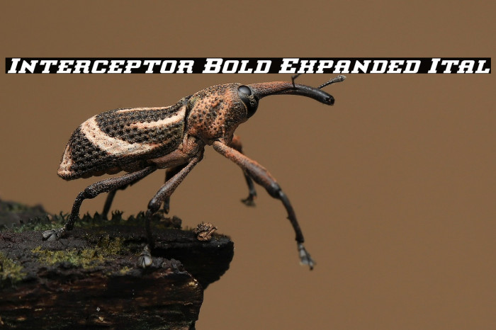 Interceptor Bold Expanded Ital Example 2