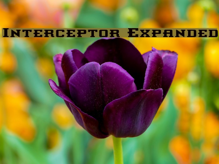 Interceptor Expanded Font examples