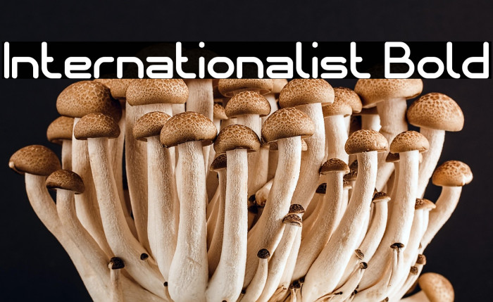 Internationalist Bold Example 3