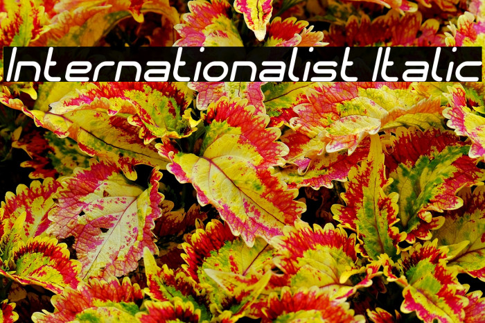 Internationalist Italic Example 2