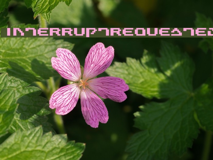 InterruptRequested Font examples