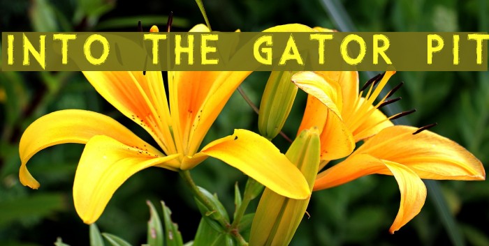 Into the Gator Pit Font examples