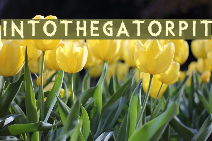 IntotheGatorPit Example 1