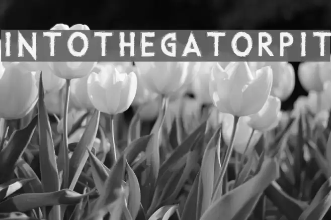 IntotheGatorPit Font examples