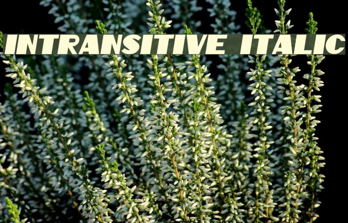 Intransitive Italic Font examples