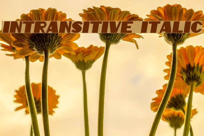 Intransitive Italic Font examples