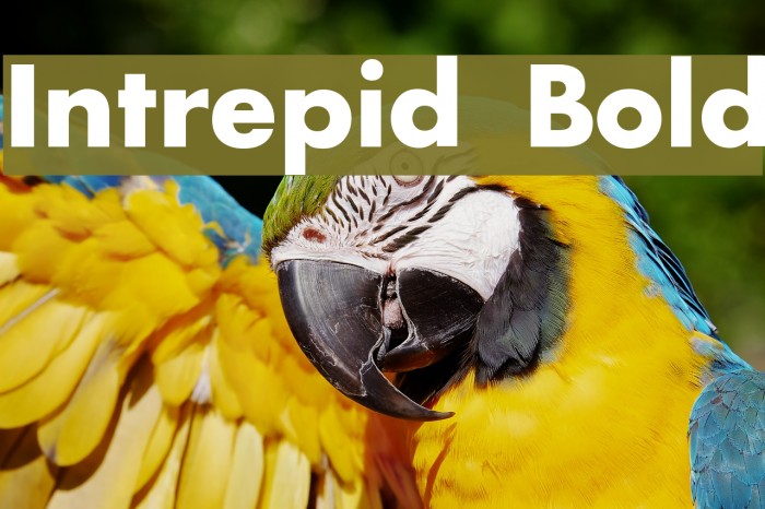 Intrepid Bold Font examples