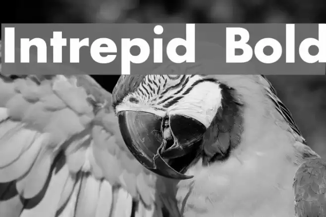 Intrepid Bold Шрифта examples