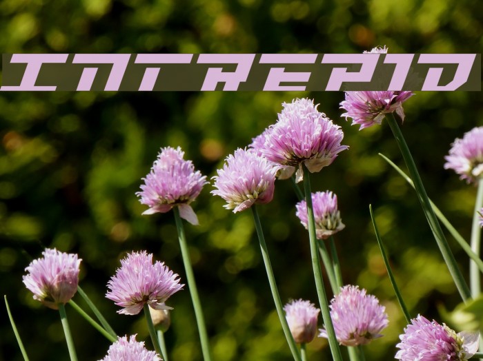 Intrepid Font examples