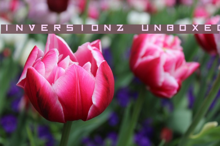 Inversionz Unboxed Font examples