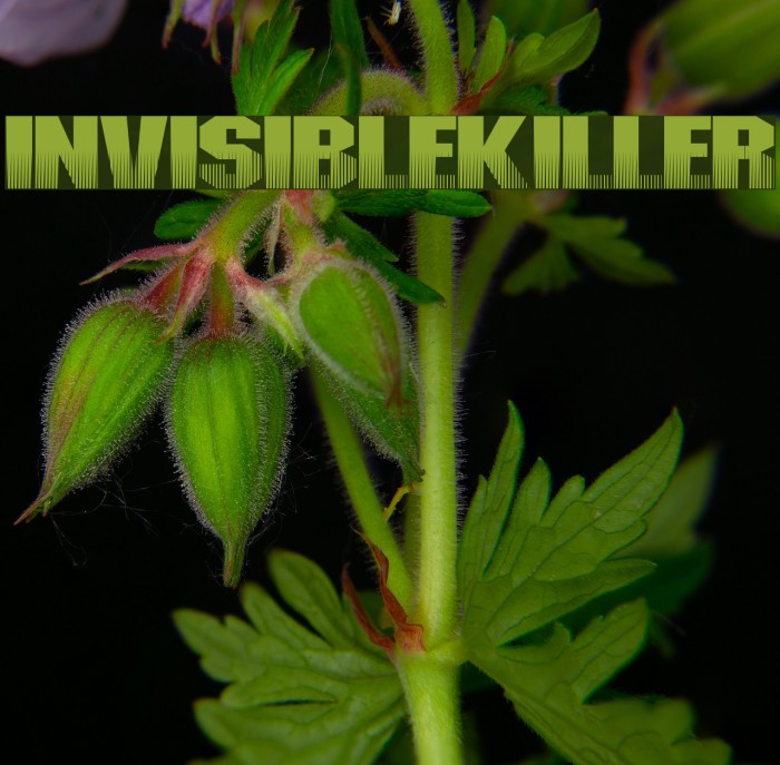 InvisibleKiller फ़ॉन्ट examples