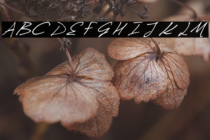 Invission Pro Italic Example 3