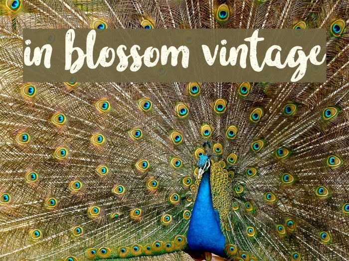 in blossom vintage Font examples