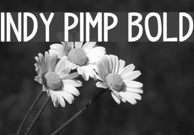 indy pimp Bold Font examples