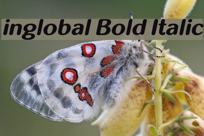 inglobal Bold Italic Font examples